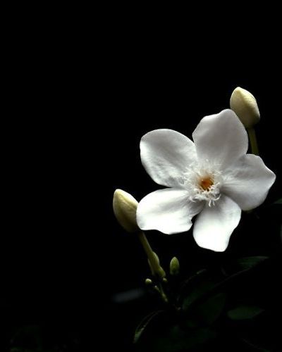 Antoon Vermeire Antoon Vermeire