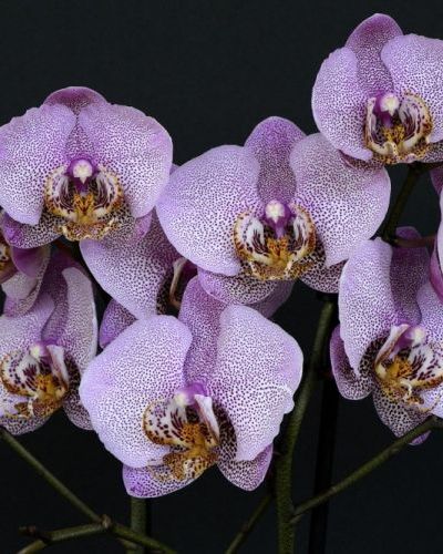 Paula Steurbaut Paula Steurbaut