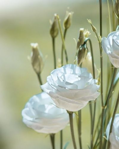 Romain Derveaux Romain Derveaux