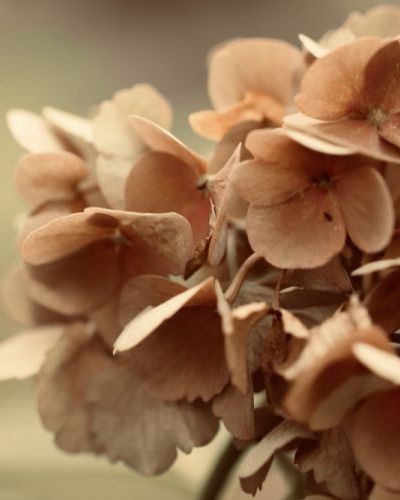 Gabriel Vandermeeren